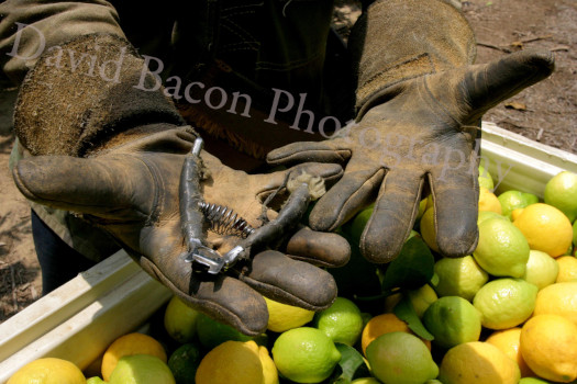 Image of farm workers gloved hands over lemon basket